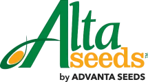 Alta seeds